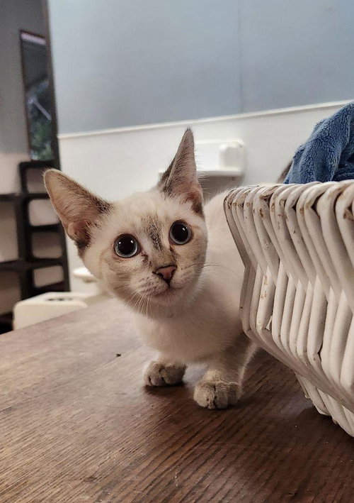 Kitten 27818 photo 2