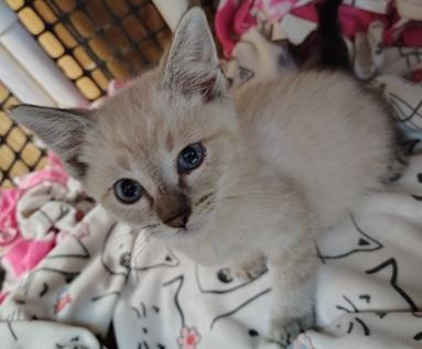 Kitten 27818 photo 3