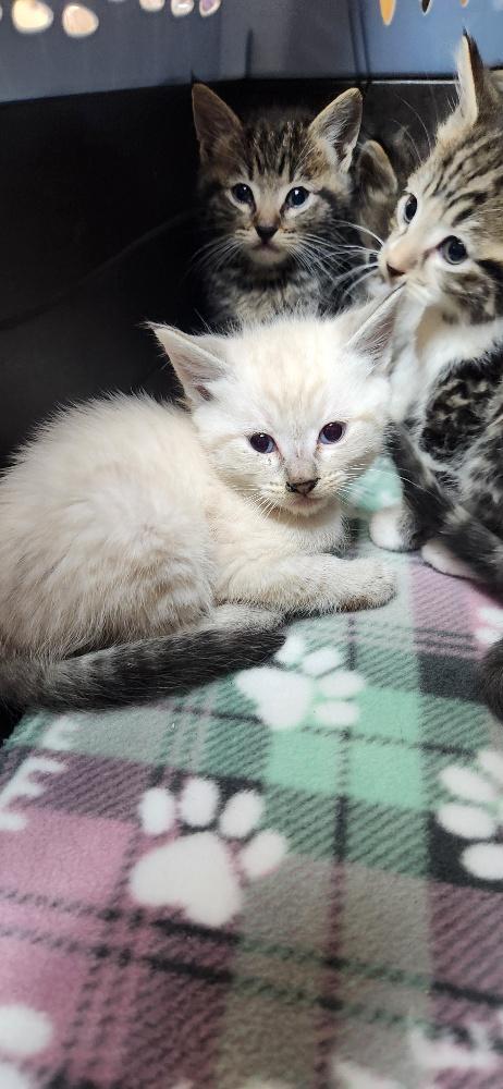 Kitten 27818 photo 4