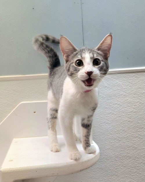 Kitten 27819
