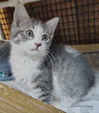 Kitten 27819 photo 2