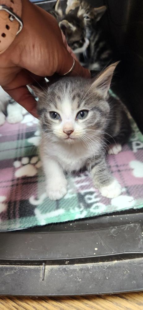 Kitten 27819 photo 3
