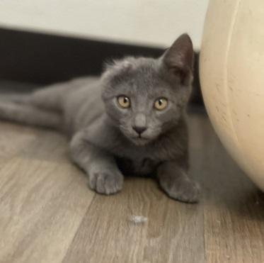 Kitten 28000