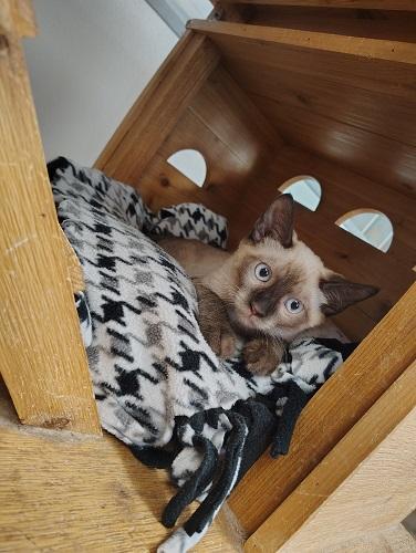 Kitten 28054 photo 3