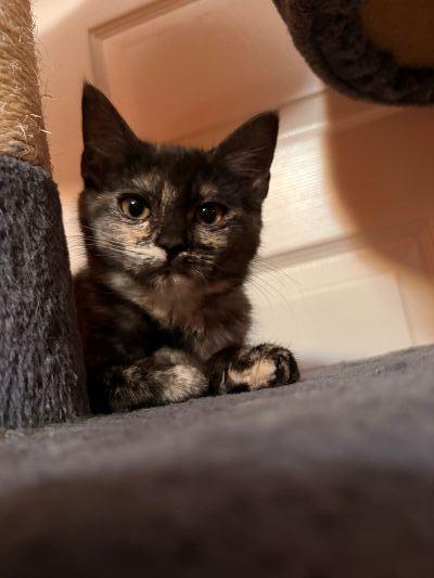 Kitten 28056 photo 2