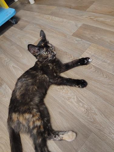 Kitten 28056 photo 3