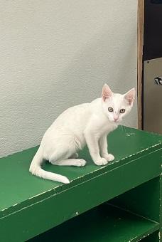 Kitten 28057