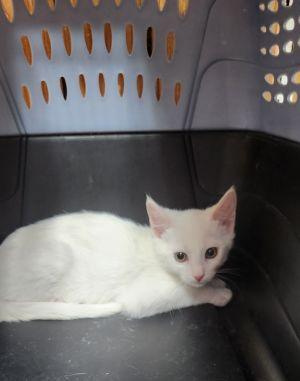 Kitten 28057 photo 2