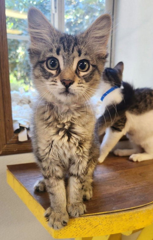 Kitten 28062