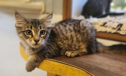 Kitten 28062 photo 2