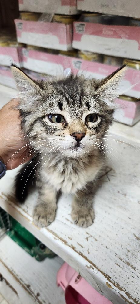 Kitten 28062 photo 3
