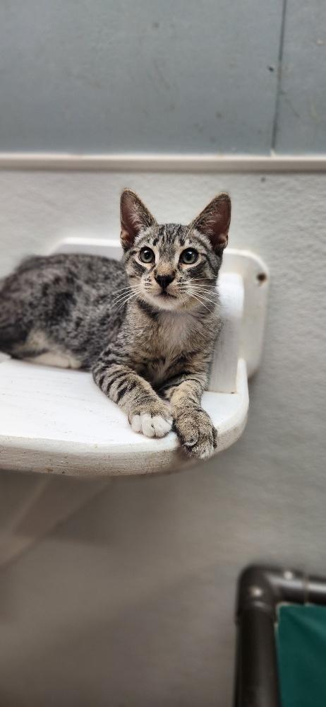 Kitten 28065