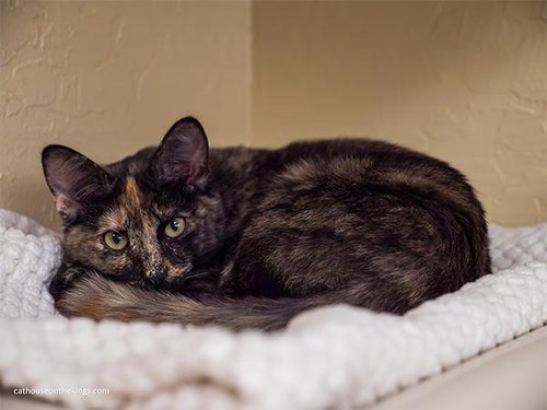 Lavender, a cat for adoption from The Cat House on the Kings