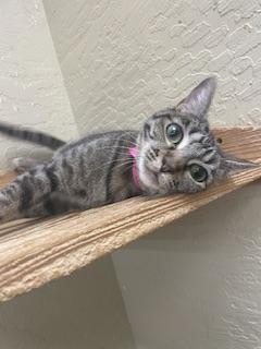 Leafeon, a cat for adoption from The Cat House on the Kings