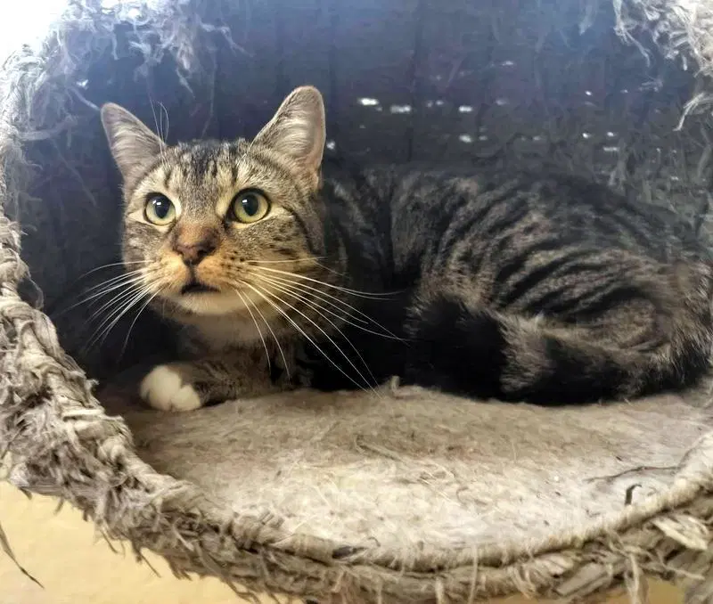 Mako - Tabby