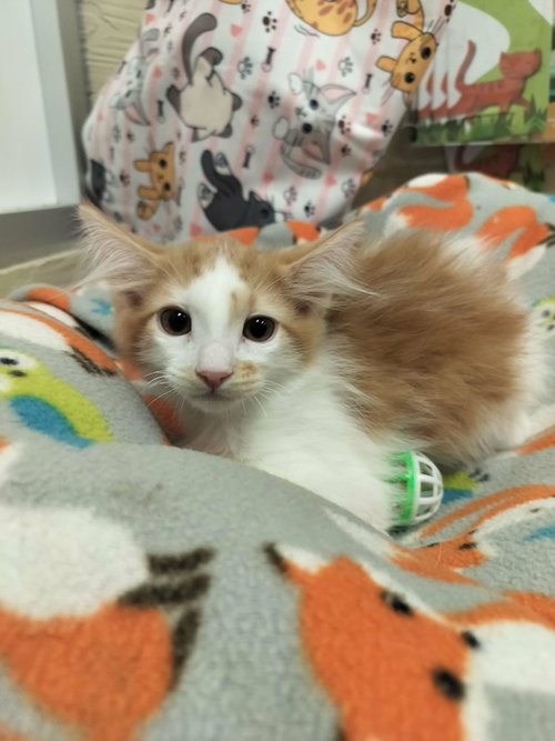 Marshmallow