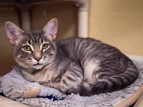 Martini, a cat for adoption from The Cat House on the Kings