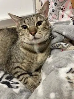 Mia - Tabby
