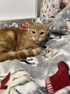 Praline - Tabby