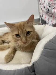 Spice - Maine Coon