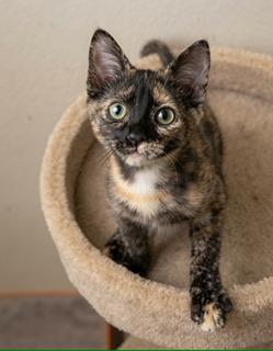 Stella