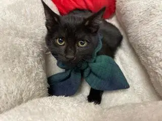 Zora - Domestic Short Hair