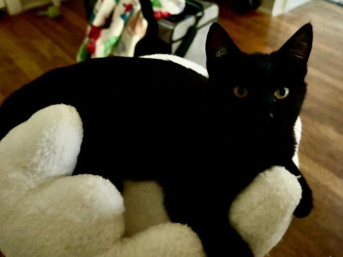 Zora photo 3