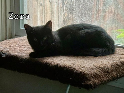 Zora photo 4