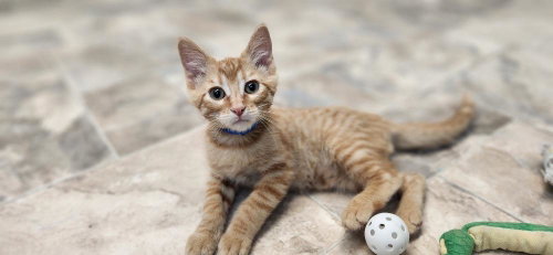 Kitten 27793