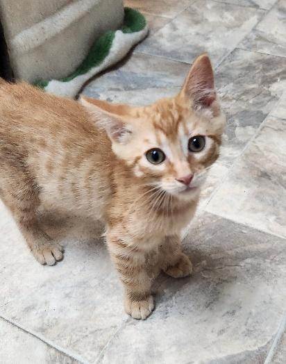 Kitten 27793 photo 2