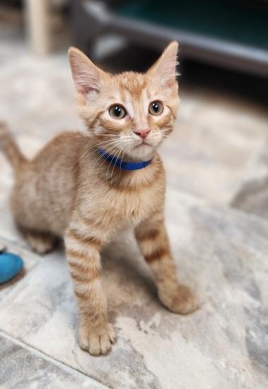 Kitten 27793 photo 3