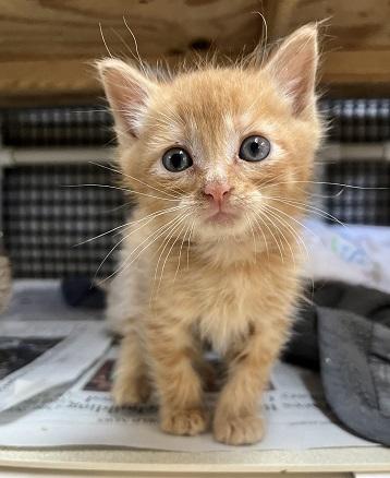 Kitten 27793 photo 4
