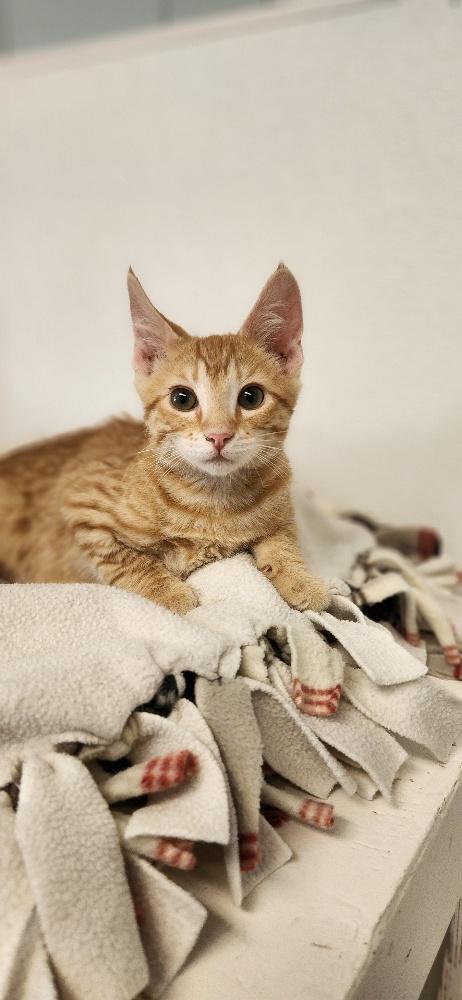 Kitten 27910