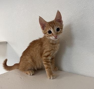Kitten 27910 photo 2