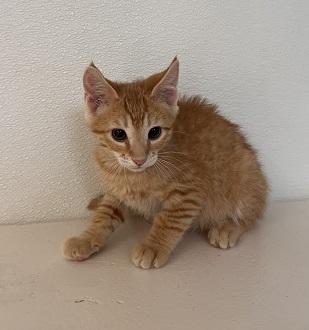 Kitten 27910 photo 3