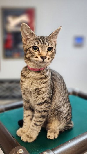 Jaime, a young female Tabby cat up for adoption