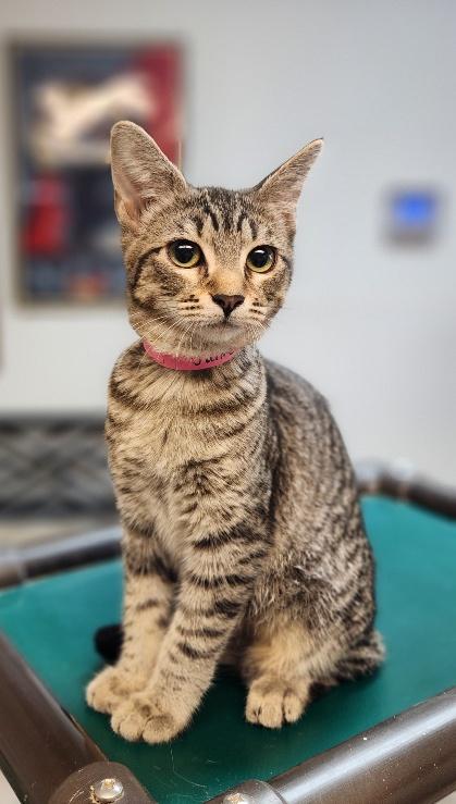 Kitten 27997
