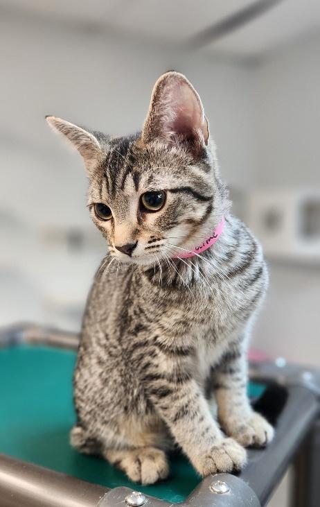 Kitten 27997 photo 4