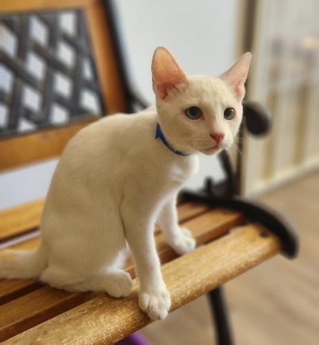 Kitten 27956