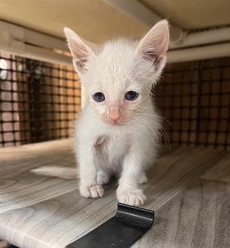 Kitten 27956 photo 2