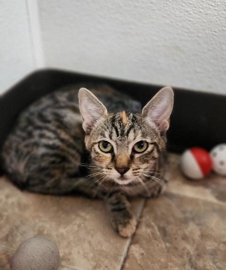 Kitten 27958