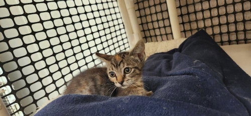 Kitten 27958 photo 3