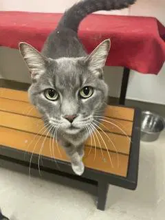 Thor - Tabby