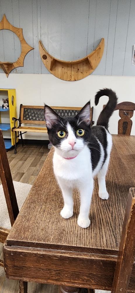 Cat 27888 (Bonnie), a cat for adoption from The Cat House on the Kings
