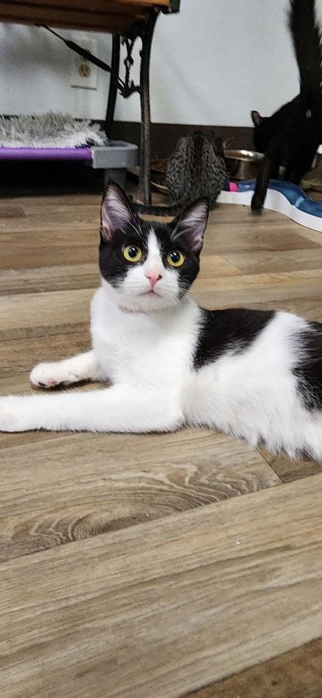 Photo 2 of Cat 27888 (Bonnie)