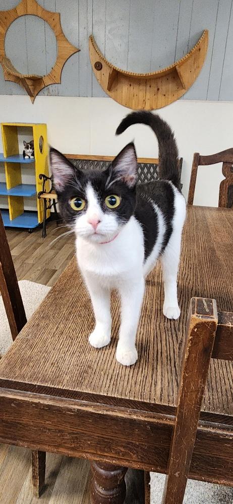 Photo 3 of Cat 27888 (Bonnie)