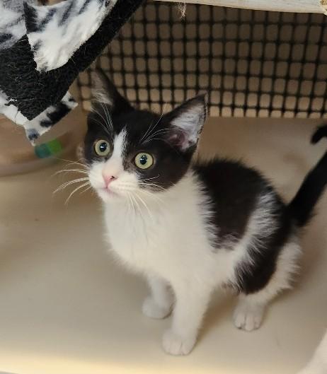Photo 4 of Cat 27888 (Bonnie)