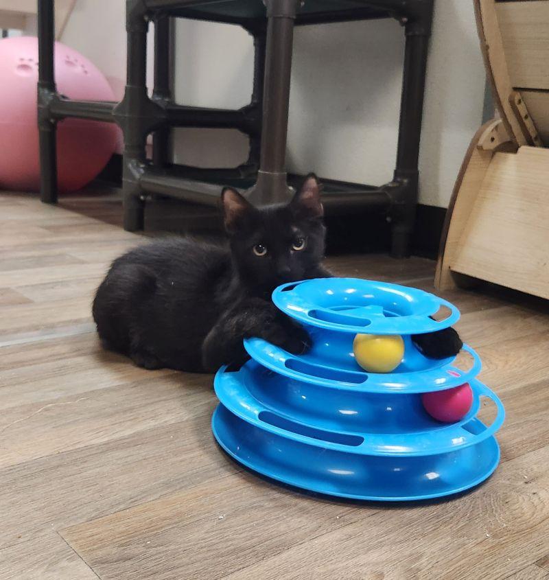 Kitten 27955 (Buzz), photo 2