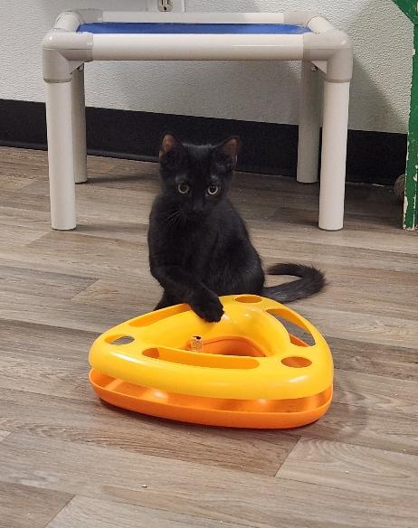 Kitten 27955 (Buzz), photo 3