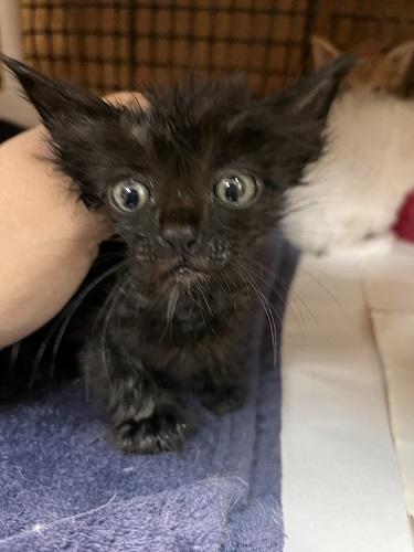 Photo 4 of Kitten 27955 (Buzz)
